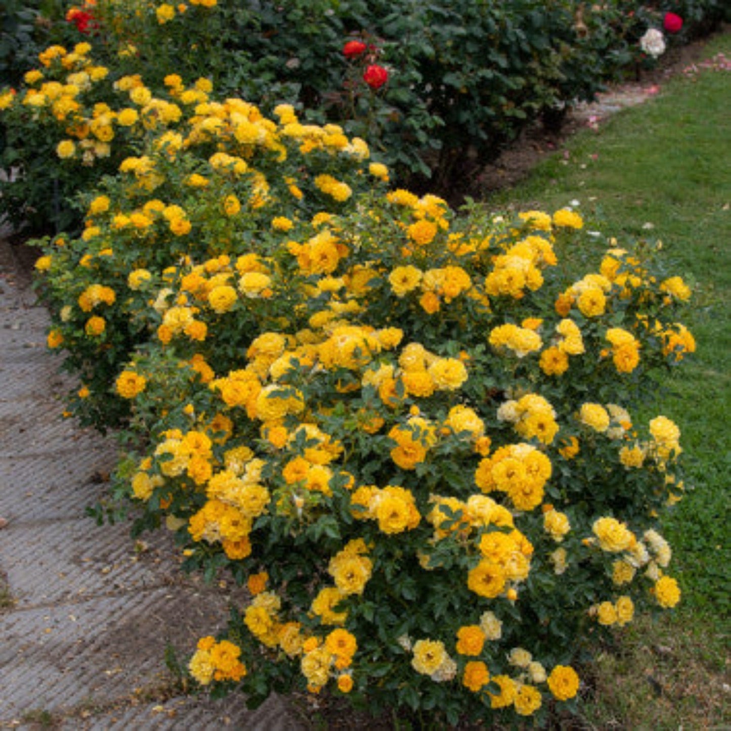 Lucciola Rose