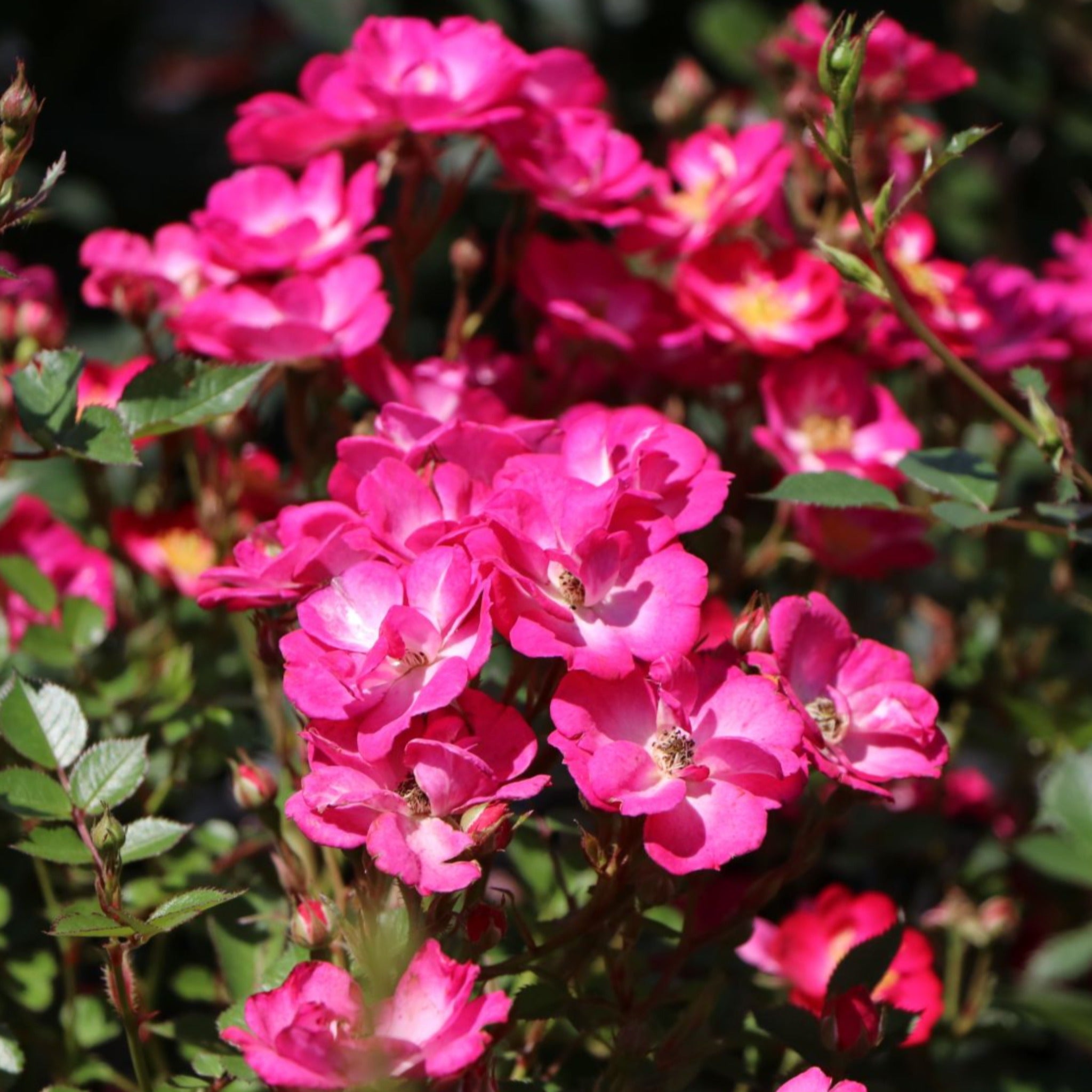 Litton Roses Miniature Roses – Cedar Nursery + Design