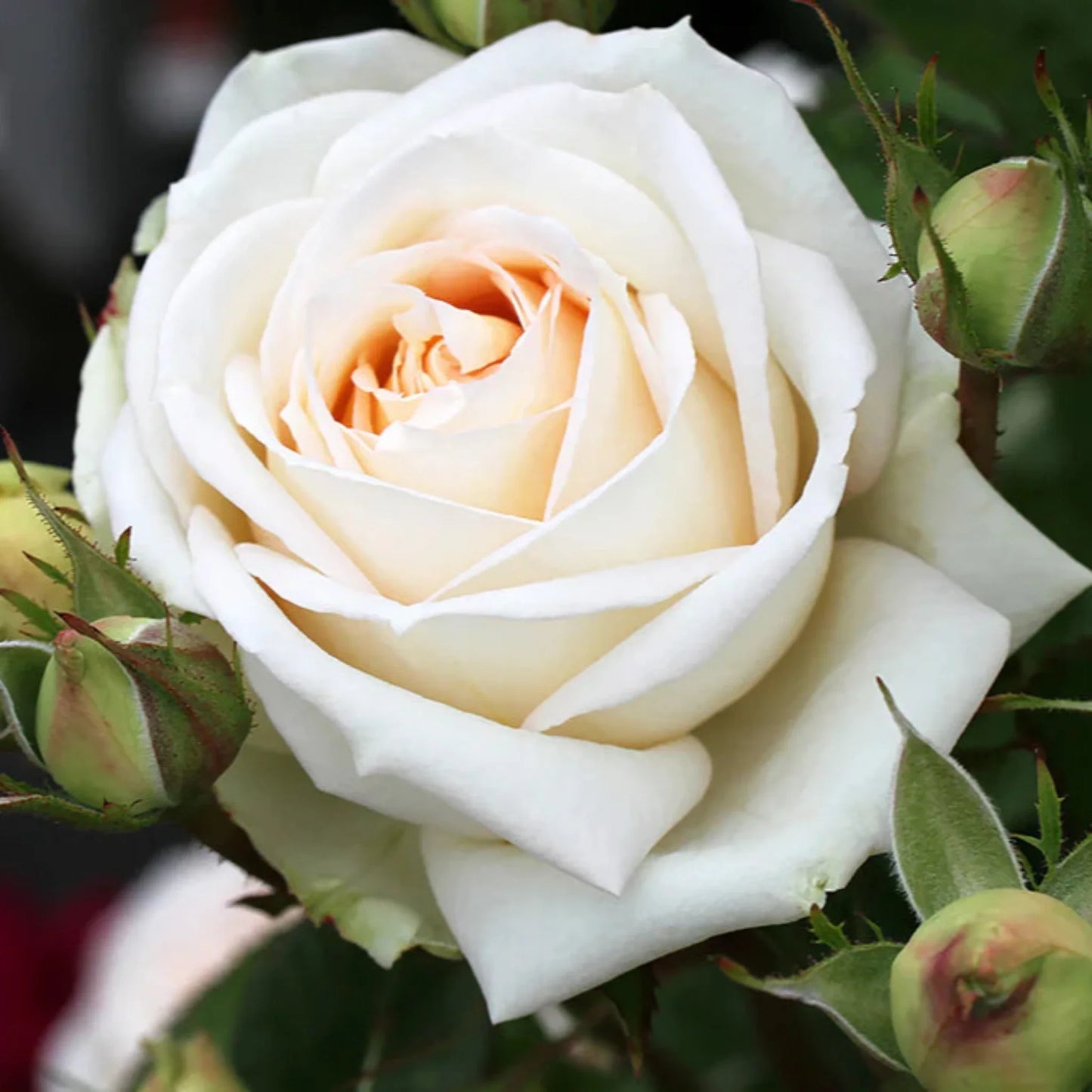 Madame Anisette Rose