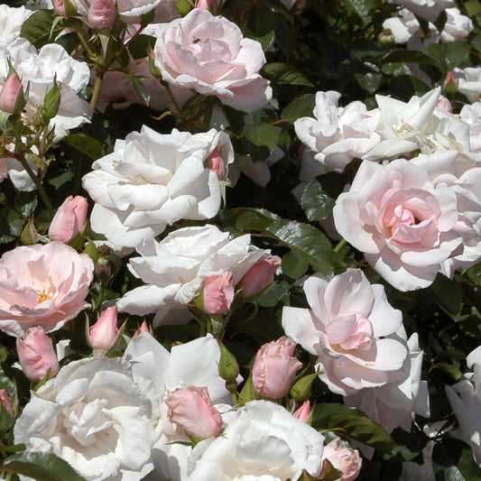 Many Happy Returns Rose