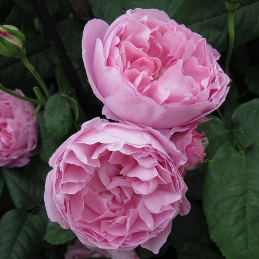 Mary Rose Rose
