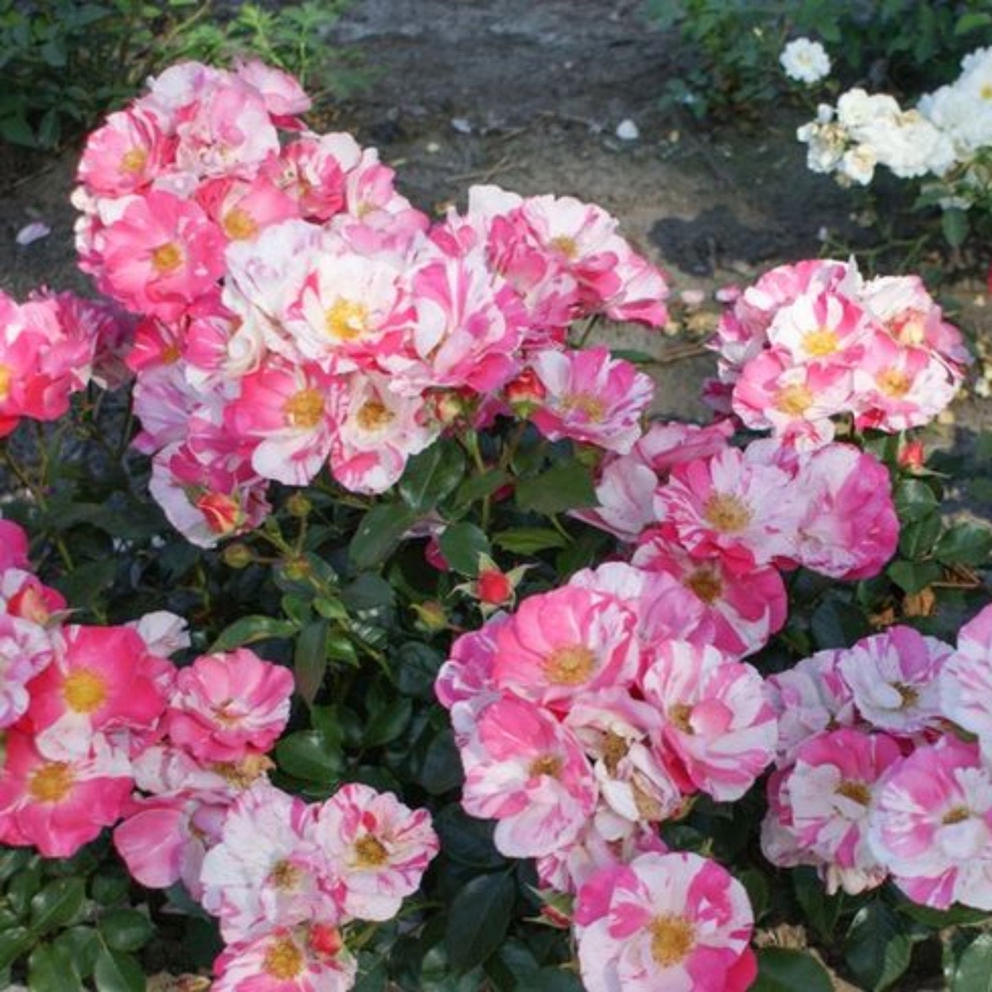 Mind Games Rose