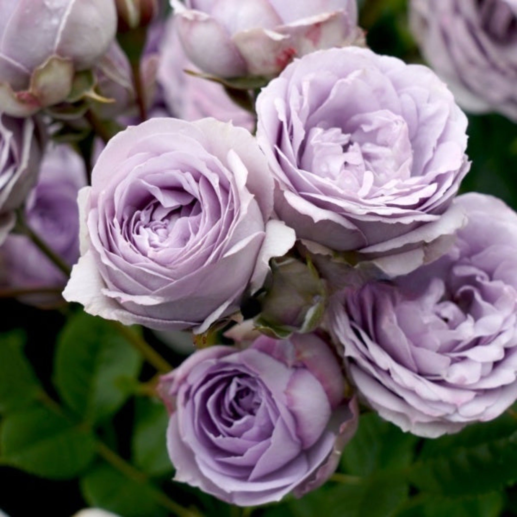 Sweet Angel Roses My Little Angel Rose – Cedar Nursery + Design
