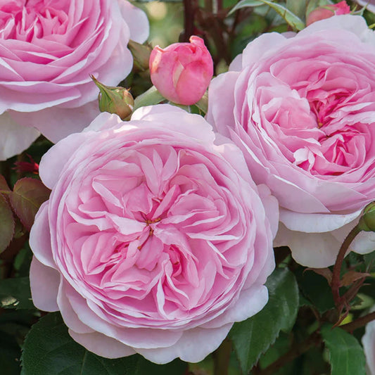 Olivia Rose Austin Rose