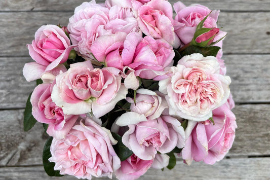 Only You™ Rose