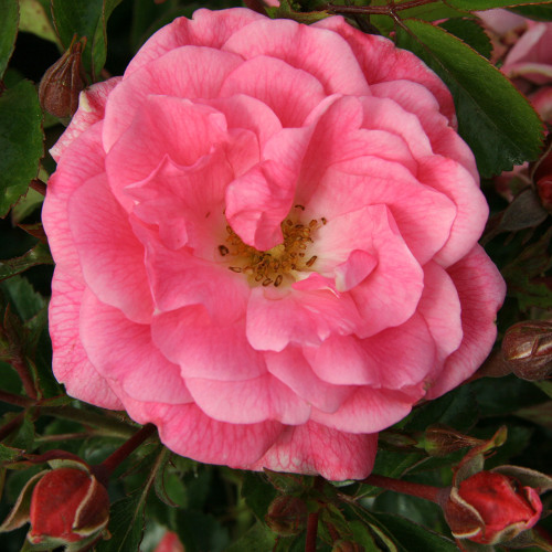 Our Rosy Carpet Rose