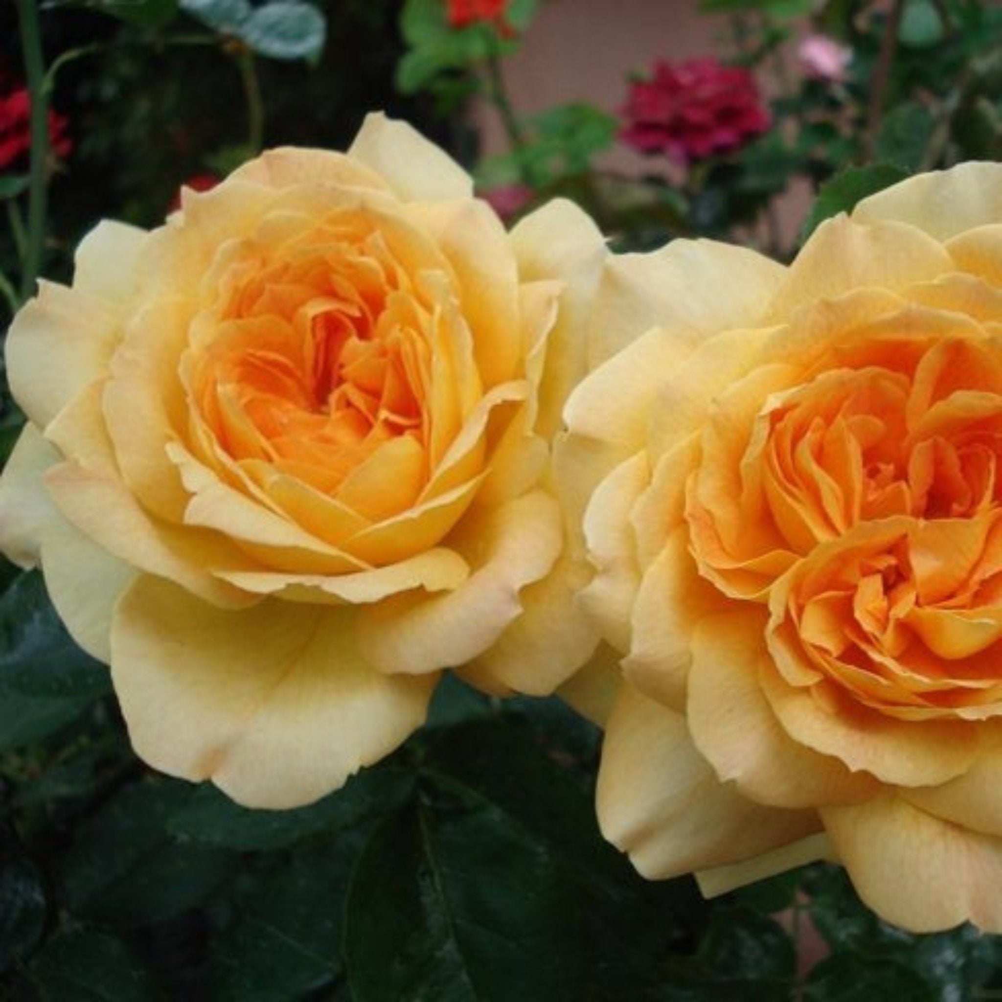 Ang Ang Roses Outback Angel Rose – Cedar Nursery + Design