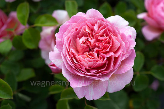 Painted Princess Rose