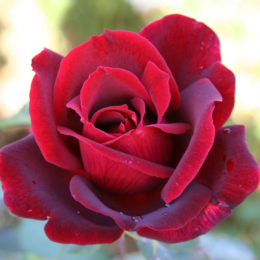 Papa Meilland Rose