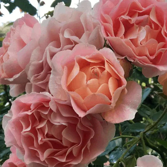 Peach Profusion Rose