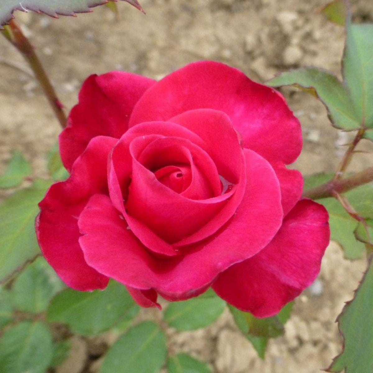 Peter Frankenfeld Rose – Cedar Nursery + Design