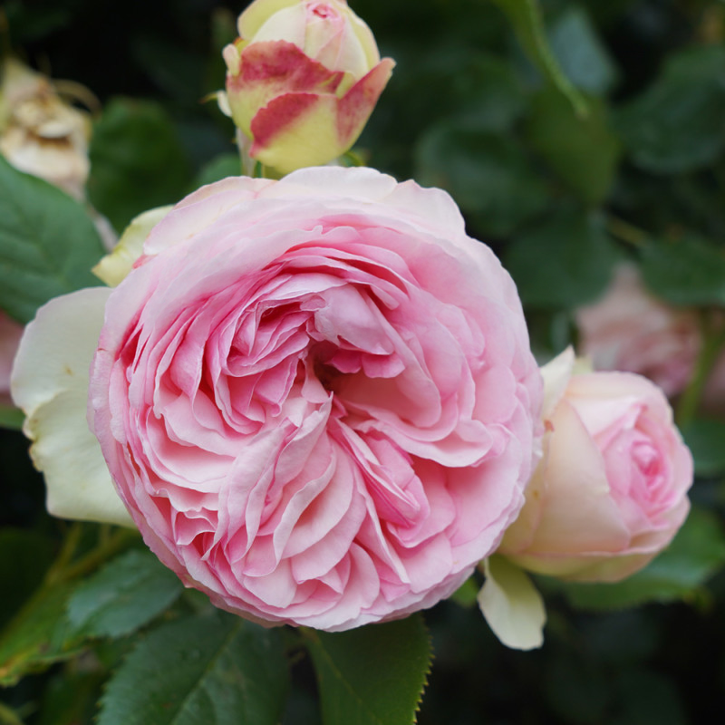 Pierre De Ronsard Rose