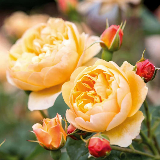 Roald Dahl Rose