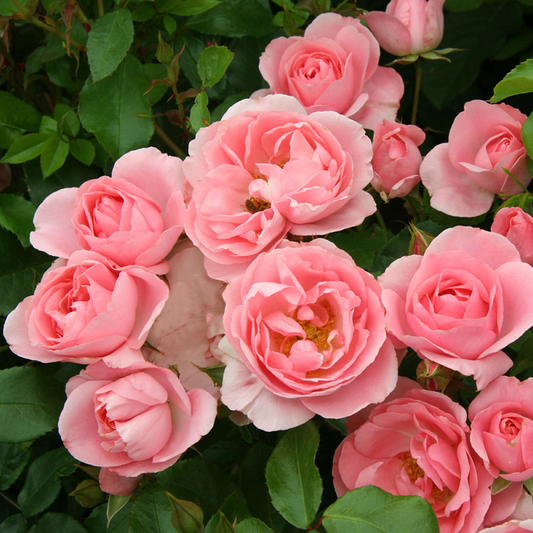 Rose Professor Sieber Rose