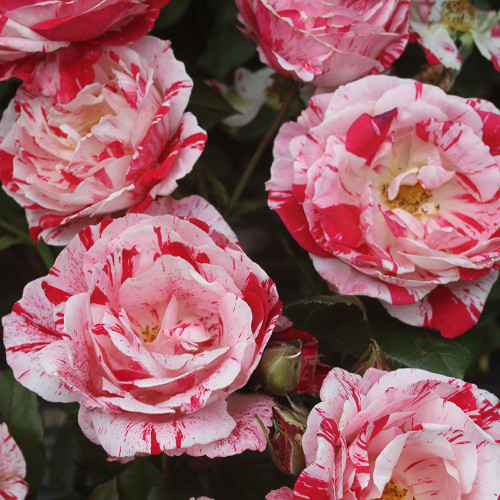 Scentimental Rose