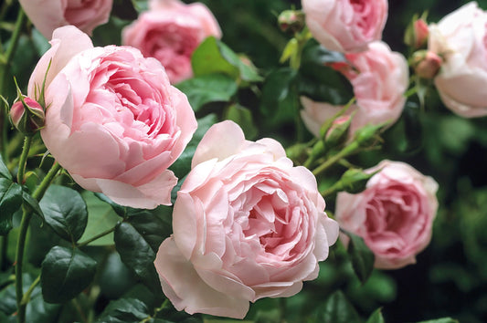 Scepter'd Isle Rose