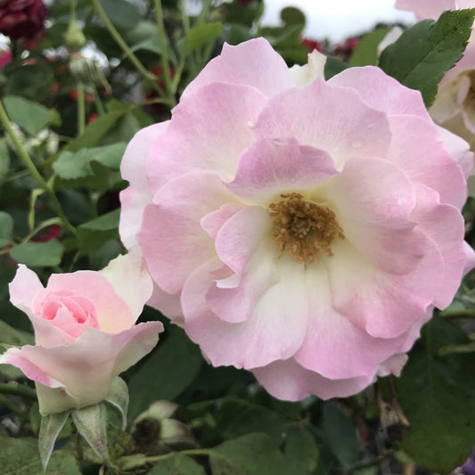 Seduction Rose