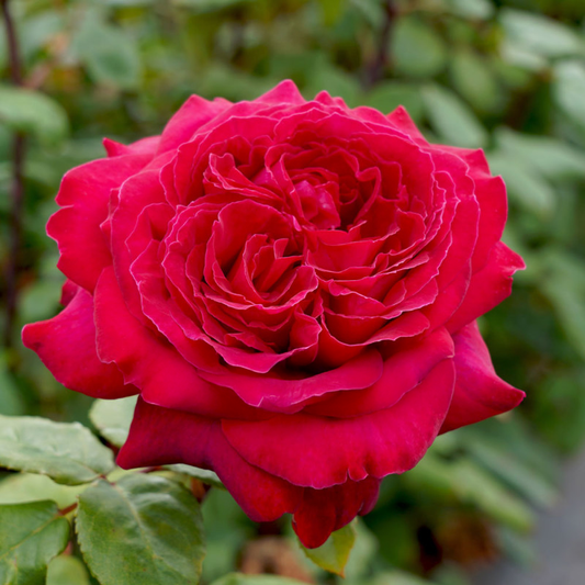 Sir Donald Bradman Rose