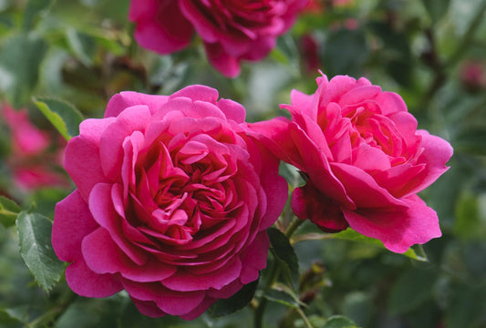 Sir John Betjeman Rose