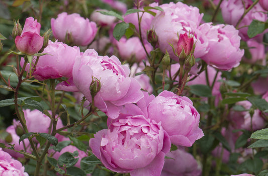 Skylark Rose