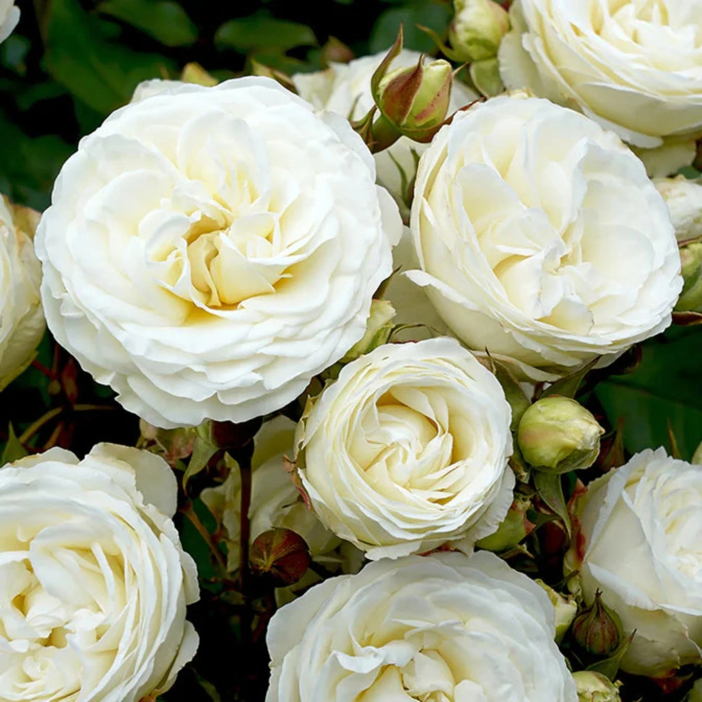 Snow Kiss Rose
