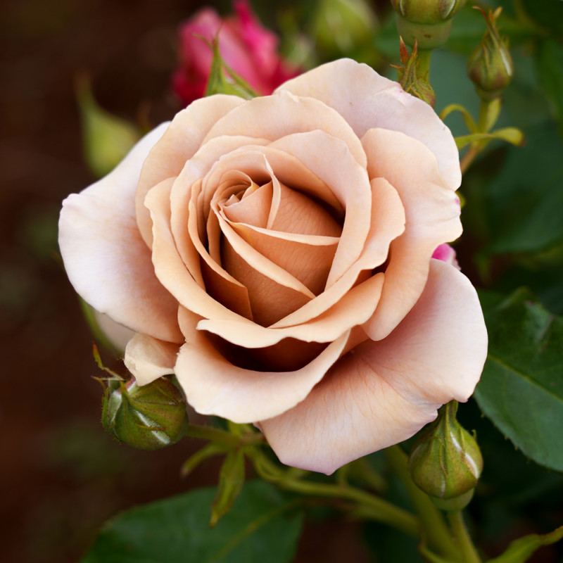 Soul Sister Rose – Cedar Nursery + Design