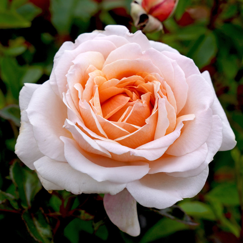 White Parfuma Roses Spicy Parfuma Rose – Cedar Nursery + Design