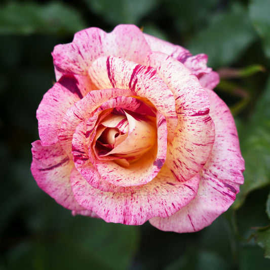 Star Burst Rose