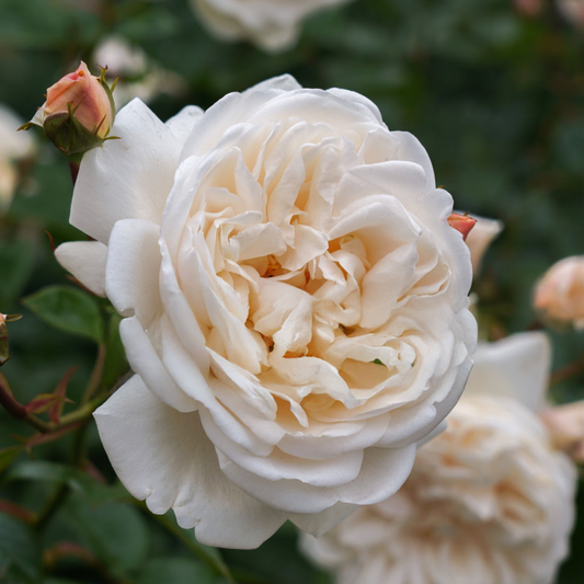 Summer Memories Rose