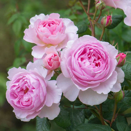 The Ancient Mariner Rose