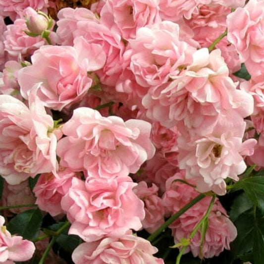 The Fairy Rose