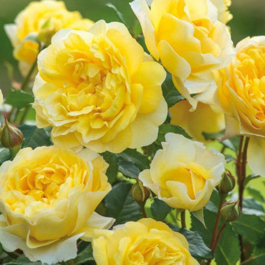 The Poet's Wife Rose
