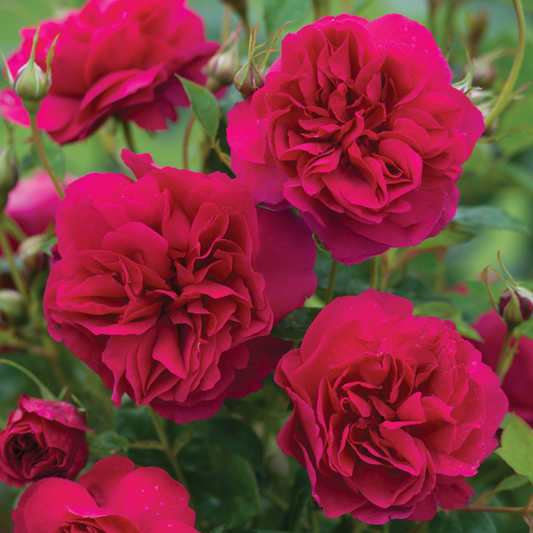 Thomas A. Becket Rose