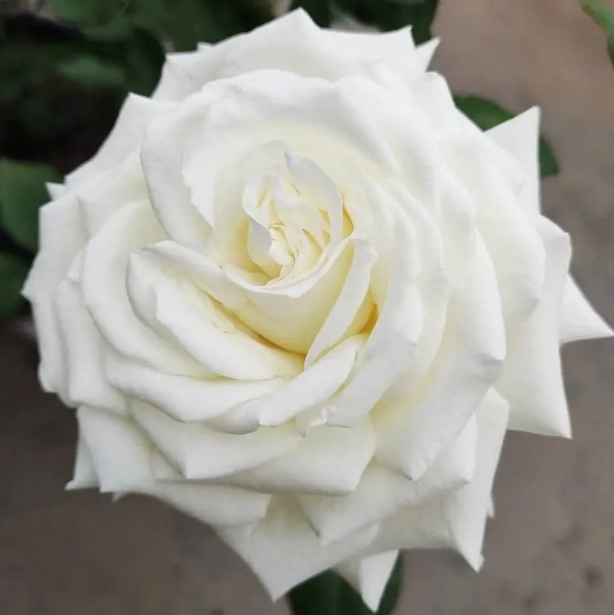 Tuke Roses Tineke Rose – Cedar Nursery + Design