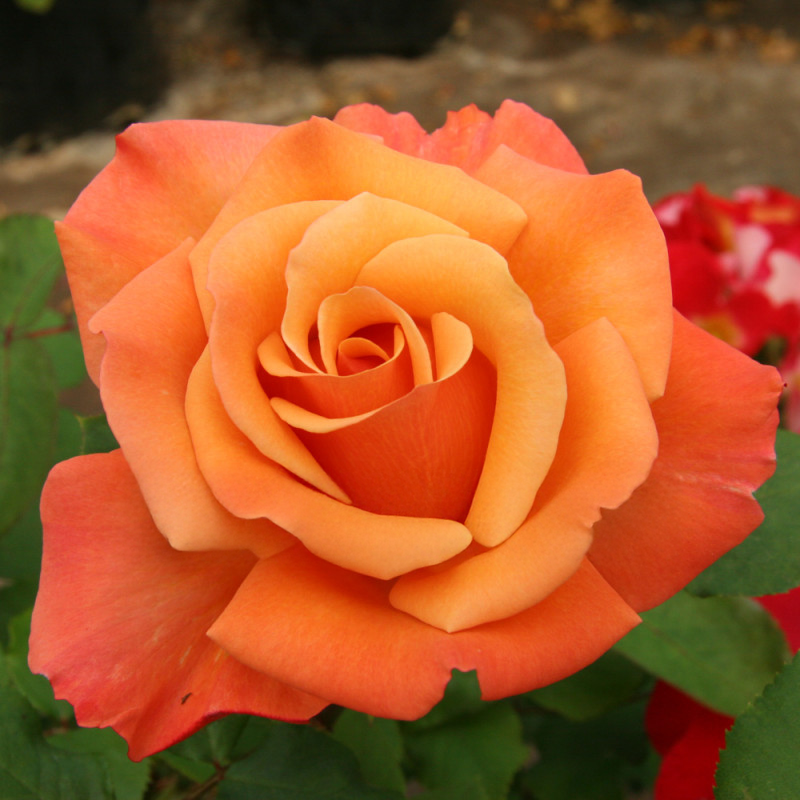 Tuscan Sun Rose