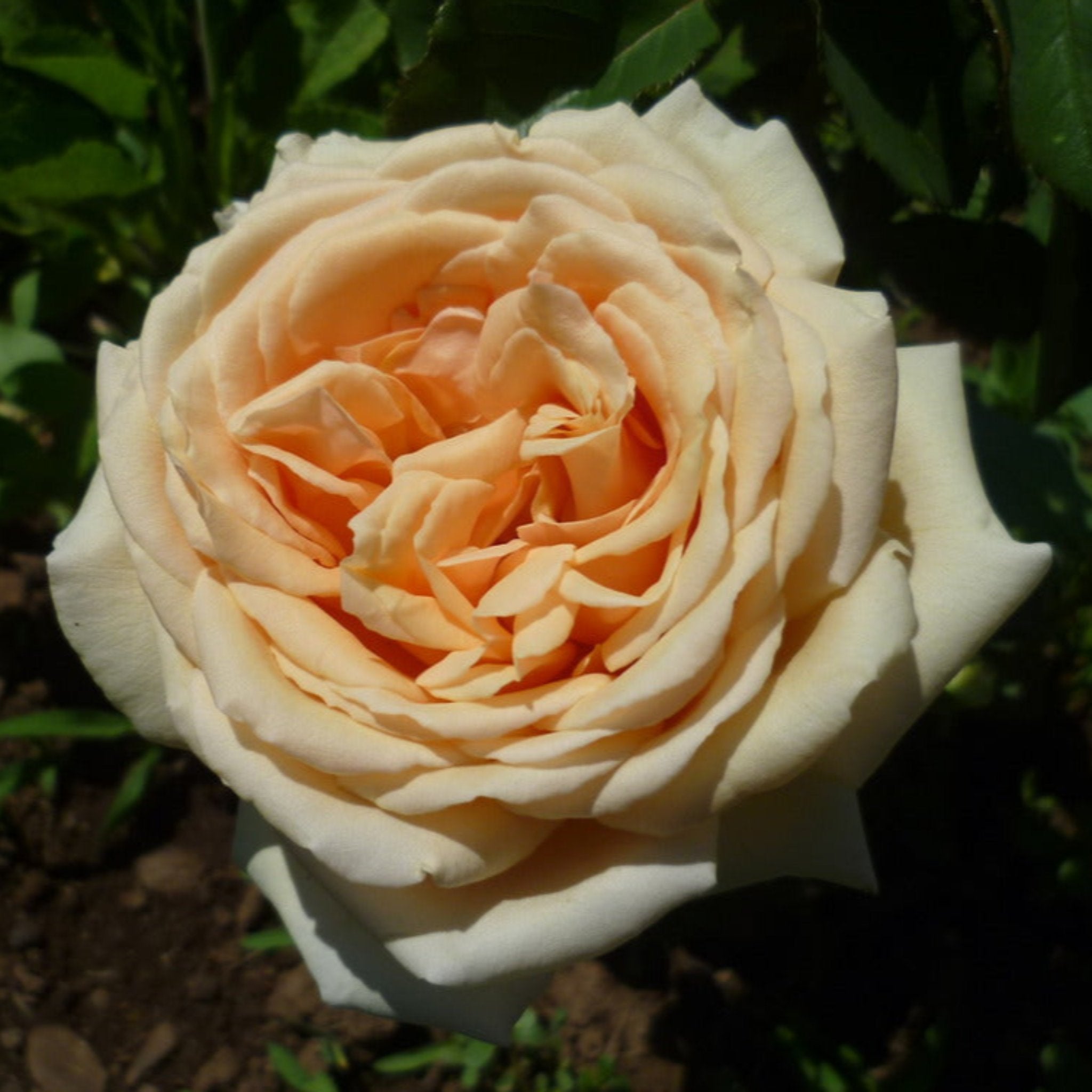 Valencia Ridge 5k Roses Valencia Rose – Cedar Nursery + Design