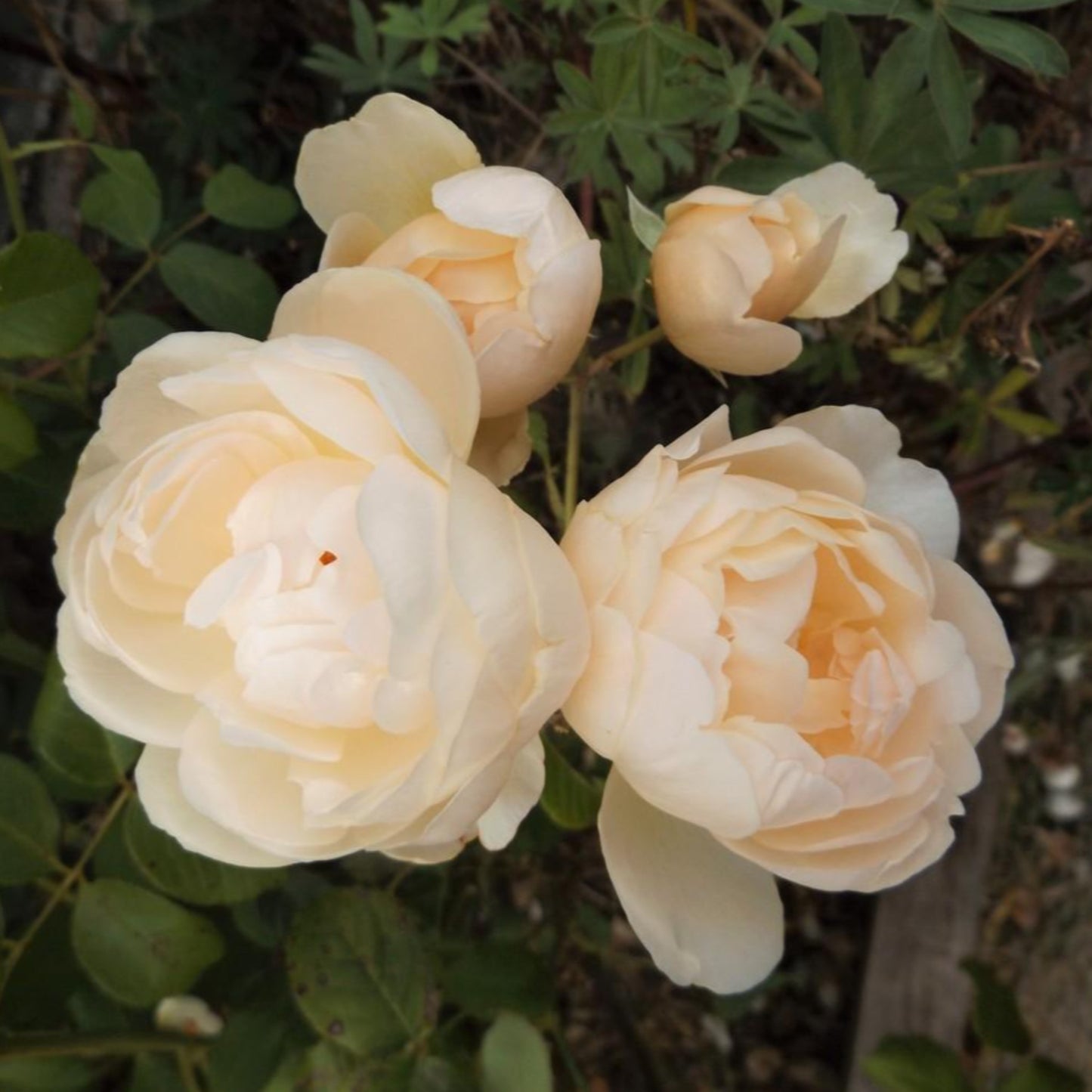 Windermere Rose