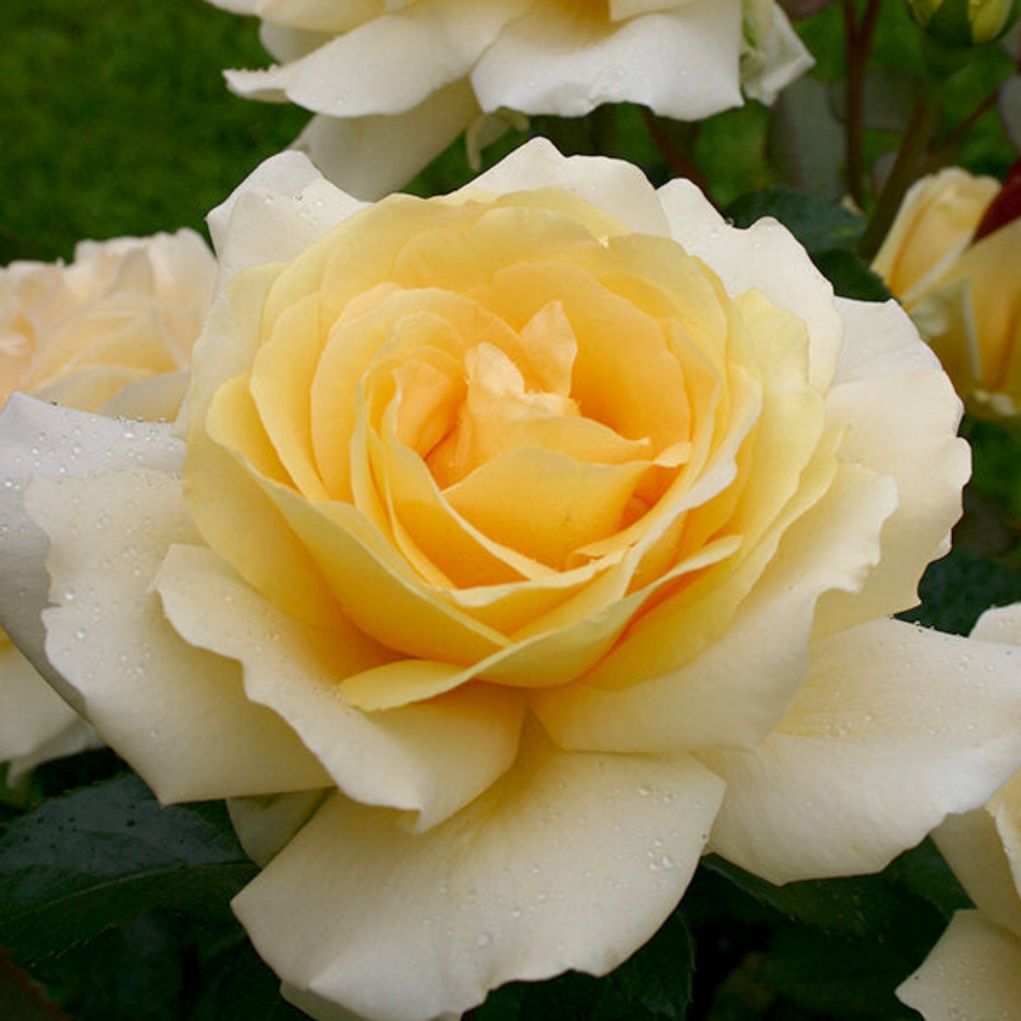 Wintering Tea Roses Winter Sun Rose – Cedar Nursery + Design