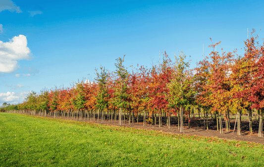 a row of colorful trees in a field
