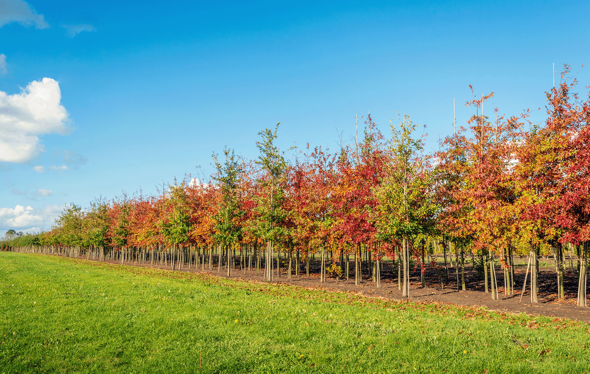 a row of colorful trees in a field