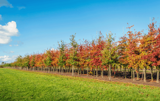 a row of colorful trees in a field