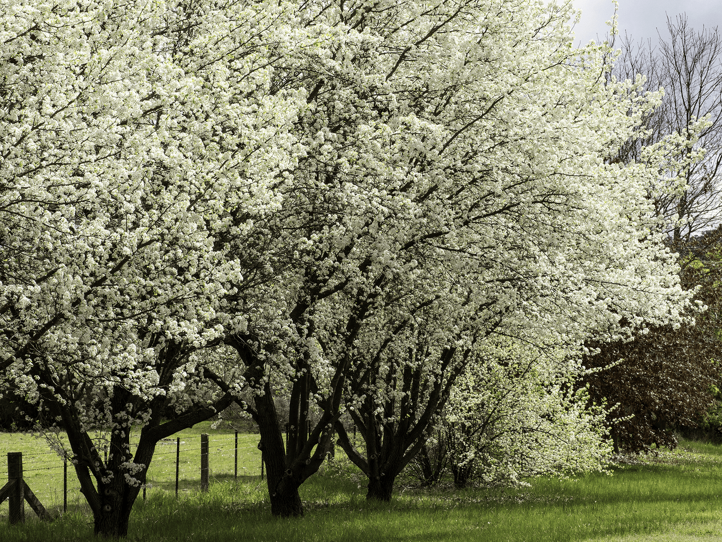 a large white tree in a grassy field