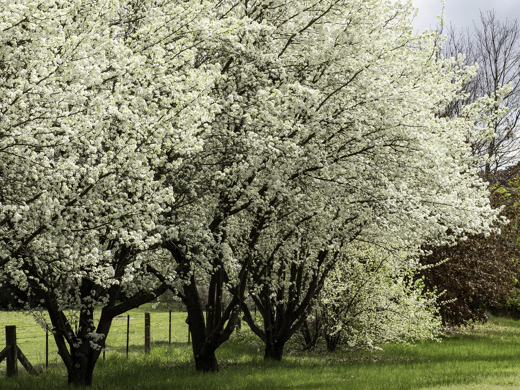a large white tree in a grassy field