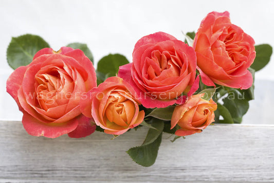 La Jago Rose