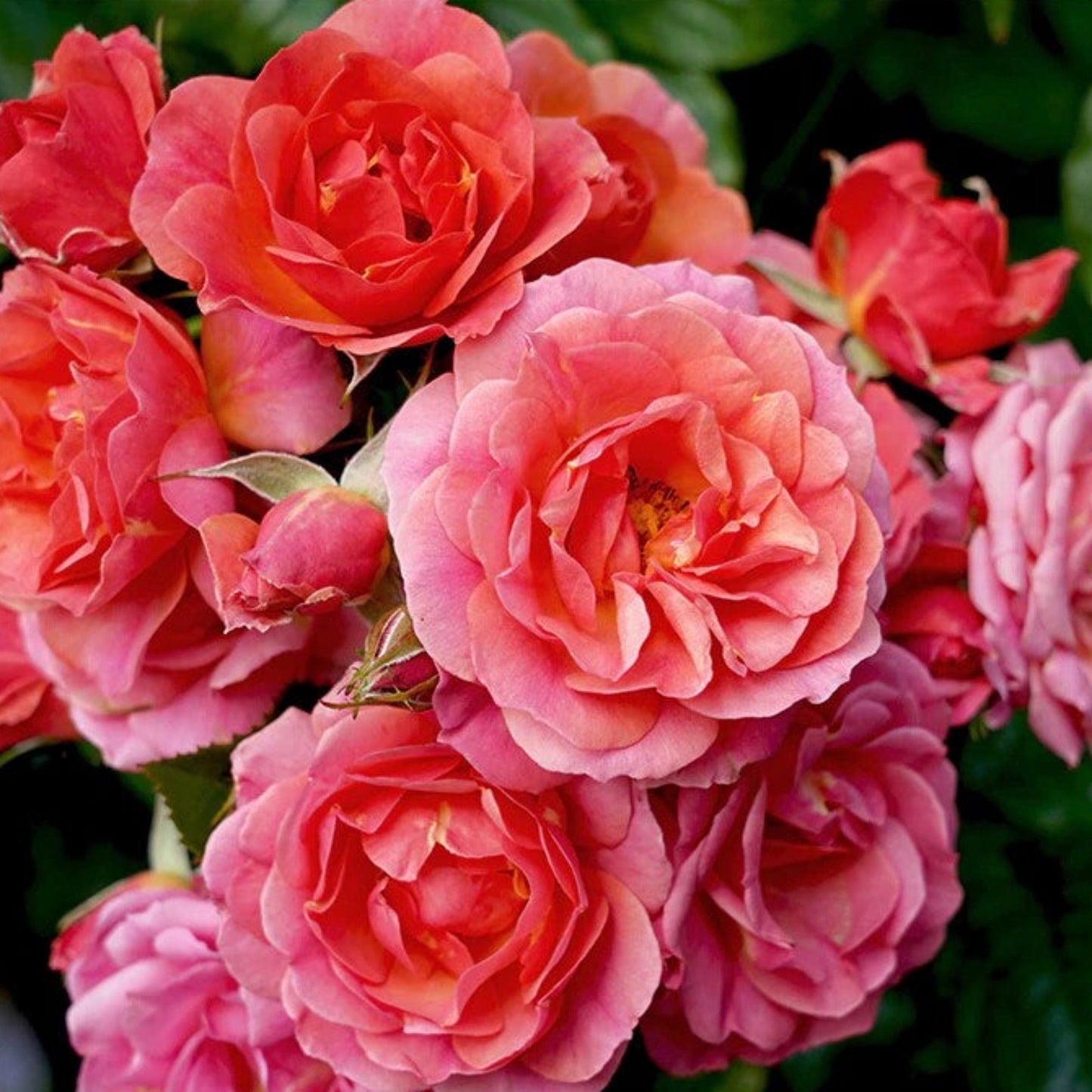 Mandarin Rose