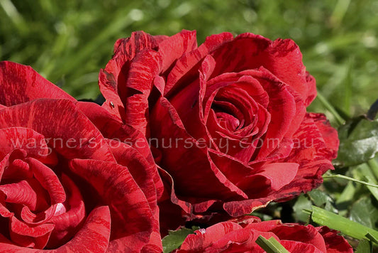 Red Intuition Rose