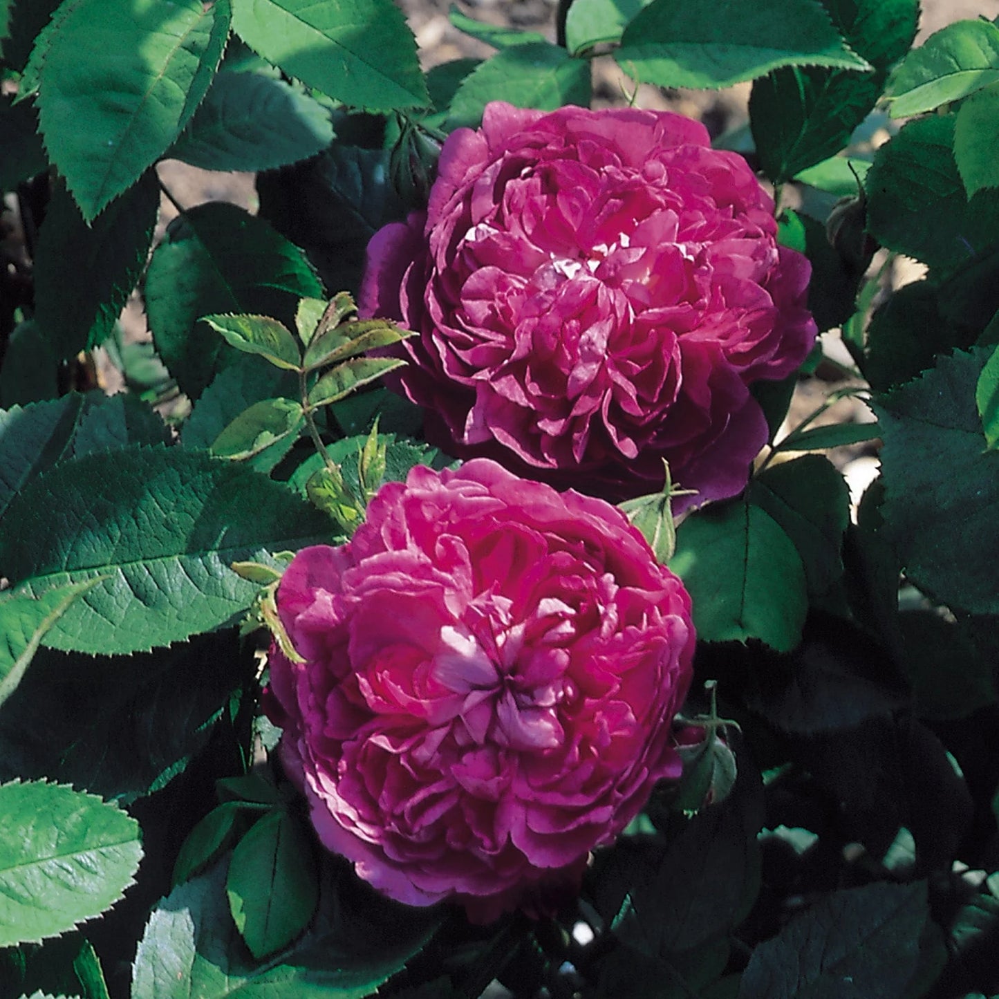 Reine des Violettes Rose