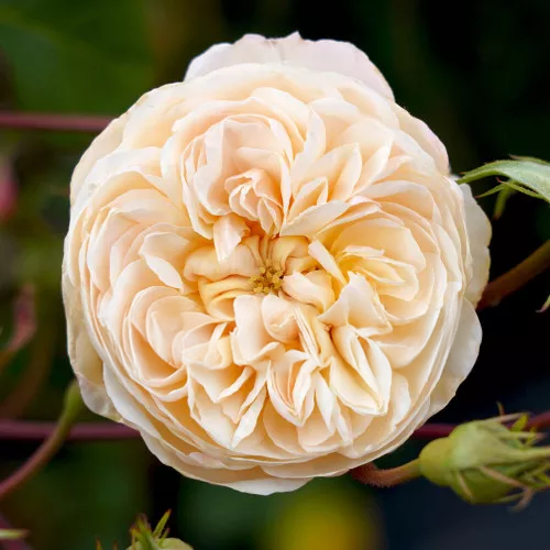 The Albrigton Rambler Rose