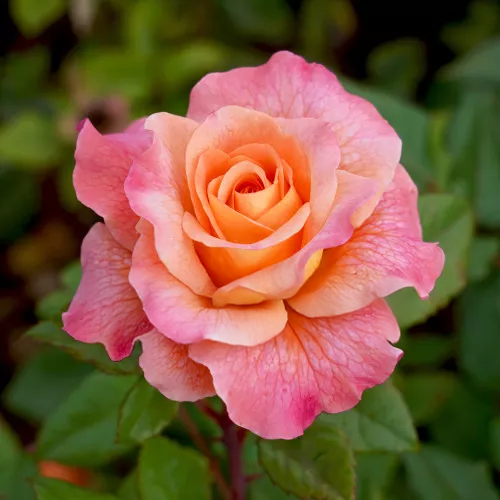 Augusta Luise Rose