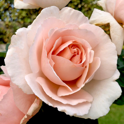 Better Homes And Gardens Rose